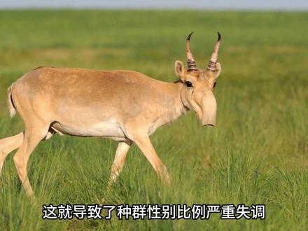 塞加羚羊是鼻子最大的羊吗?为什么说“所有羊其实都是牛”? #地球 #知识 #塞加羚羊 #高鼻羚羊 #神奇动物