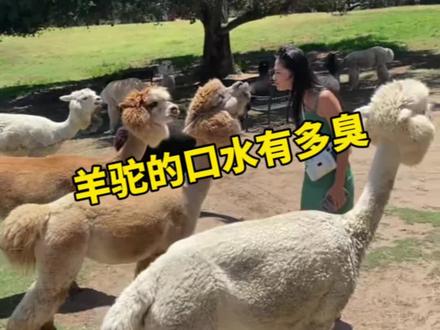 羊驼吐出来的口水到底有多臭?#羊驼 #动物 #冷知识