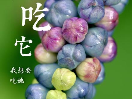 蛇都怕的植物,酸酸甜甜味道还不错,也是一味民间常用中草药#一日一植物 @抖音小助手
