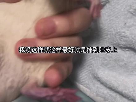 #花枝鼠 #养鼠日常分享 #花枝鼠的日常 #花枝鼠训练
已经实验三只鼠鼠,全部成功。最快一只宠物店接的花枝鼠到家一周半训练成功亲人,其他两只平均两周变成舔狗鼠鼠。思路就是模仿花枝鼠之间的行为(舔毛,摁肚皮)确认我的地位,让他们认我做鼠鼠大哥建立简单的鼠鼠社会(ᐡ o̴̶̷̤ ﻌ o̴̶̷̤ ᐡ)