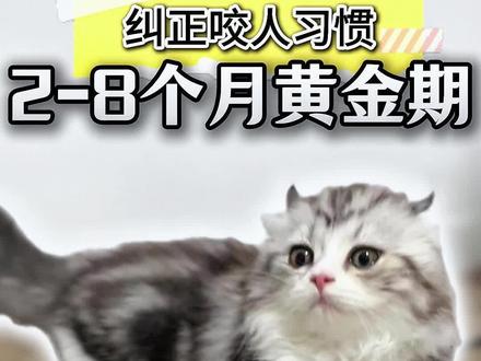 2-8个月的口欲期建立正确的互动方式非常重要,从小不要用手逗猫,不然猫会养成手可以咬的坏习惯,长大了就很难纠正了。#小猫口欲期 #养宠进阶指南 #养猫经验分享 #铲屎官日记