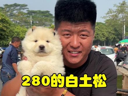 280的白土松,我是真喜欢! #土松