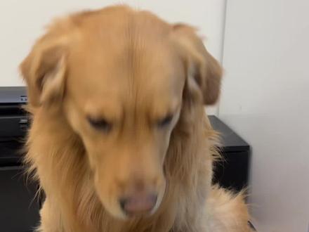 哈哈哈哈哈哈哈哈给孩子整懵了#金毛 #狗狗 #狗狗的心思都写在脸上了 #金毛日常生活视频