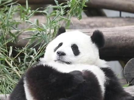 没关系啊日本民众 想看大熊猫就来中国看#大熊猫 #日本 #春节 #国宝 #旅日熊猫