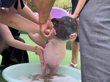 沉侵式洗🐷,(对不起,我成了小脏猪猪)