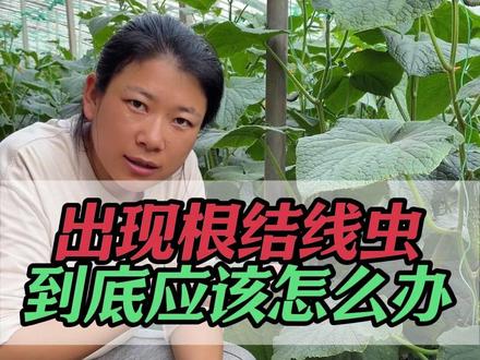 出现根结线虫到底应该怎么办#农业种植 #温室大棚种植