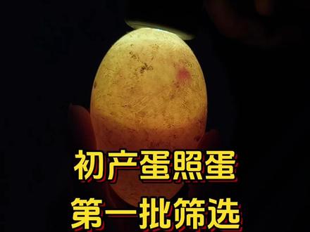 第七天照蛋!黑点会转=活! 鹅蛋在孵化第七天的时候,观测鹅苗长势情况#三农养殖 #鹅苗孵化场 #养殖技术分享助力三农#绿森孵化场