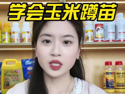 一分钟学会玉米蹲苗 不花一分钱 玉米抗旱抗倒伏#玉米增产妙招 #玉米想高产 #幸福乡村春耕季 #玉米种植