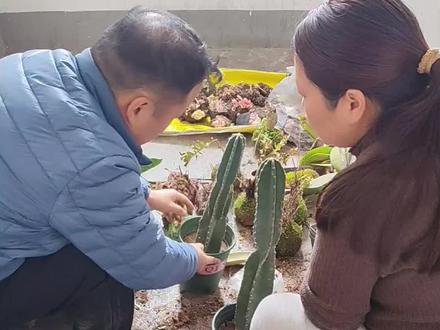 年后商家淘汰了很多花草,捡花捡的很过瘾,收获满满的一天#长寿花#百合花 #多肉 #蝴蝶兰 #捡花 @陌陌的花园