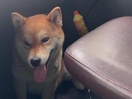 银豆怀孕了,出门跑车放驾驶室 #养狗人的乐趣#柴犬#真实记录卡车司机日常