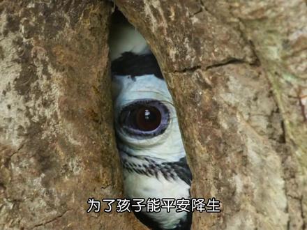 《爱的供养》两百天暗室囚守,两万颗浆果诺言 #动物世界 #犀鸟 #自然纪录片