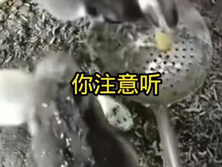 不放虫卵就能生出大量虫子的新方法你们都学会了吗?#蛋白虫养殖 #蛋白虫养殖基地 #蛋白虫喂鱼 #蛋白虫喂鸡鸭鹅