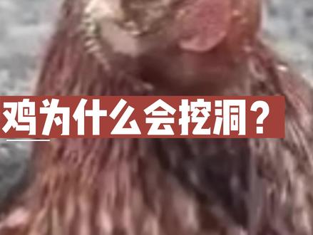 鸡是非常有趣和有点奇怪的动物。他们会做很多奇怪的事情,比如,挖洞埋自己????
#鸡你太美 #动物冷知识 #动物科普