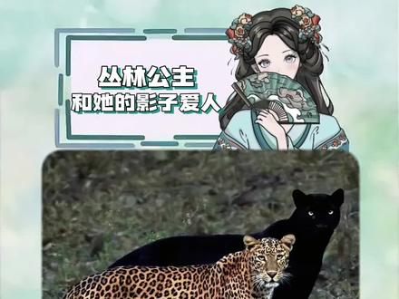 什么都磕只会让我营养均衡! #真黑豹无双 #动物世界 #黑豹 #爱情