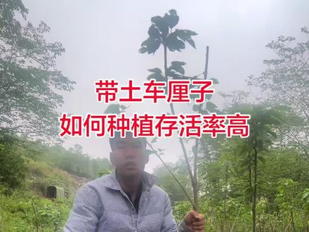 原盆原土车厘子种植教程 #贵州车厘子#贵州车厘子树苗#车厘子种植教程 贵州车厘子树苗种植教程