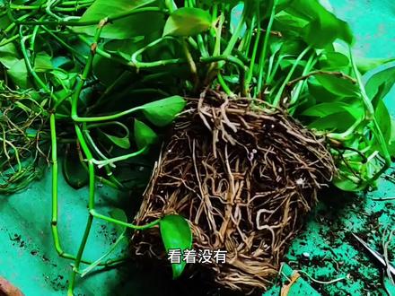 我#大孙子 帮我录的视频#绿萝#换盆#修剪#养花人的乐趣 你家的绿萝换盆了吗?敢不敢这样剪?
