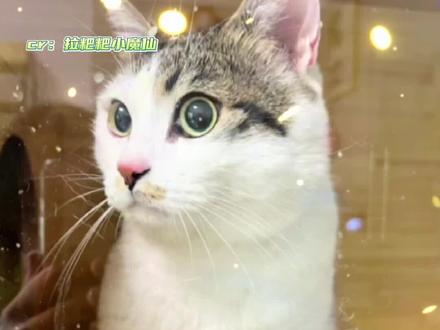 你好,我的名字叫来宝#一张皱巴巴的纸条一只猫#来宝#猫咪#幸福