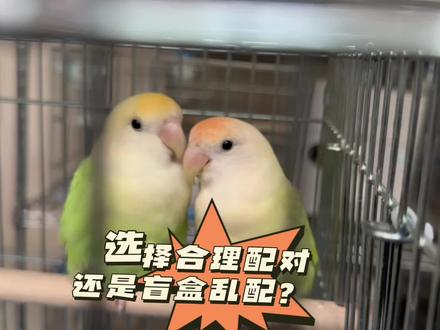 牡丹鹦鹉繁殖,合理配对还是开盲盒乱配?#养鸟经验分享 #手养鸟日常 #养鹦鹉日记 #萌宠日常记录 #萌宠出道计划