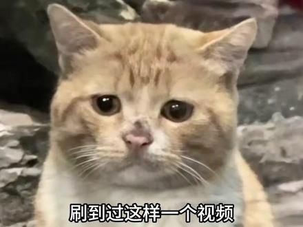 人 咪的世界一直下雨 #猫咪 #萌宠 #萌宠出道计划 #真实生活分享计划 #dou上热门 @DOU+小助手 @DOU+上热门 @抖音创作小助手