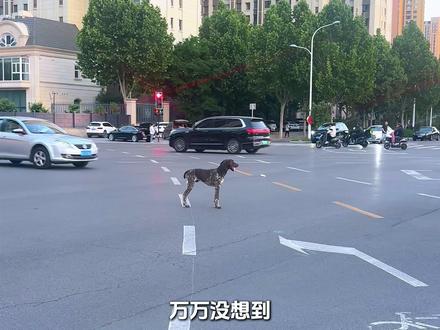 中国版忠犬八公,他拦下所有大众ID6,只为再见他的“妈妈” #动物世界 #动物世界看人生百态 #狗狗的心思都写在脸上了 #波音达犬