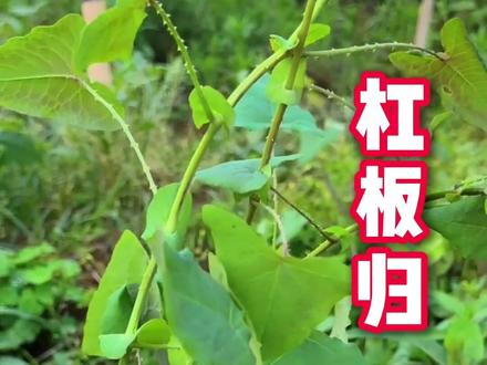 这个植物厉害了,蛇看到都要抖三抖! #杠板归 #滋补