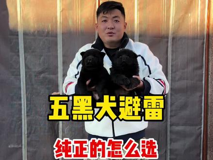 山东纯种“五黑犬”真实价格,
包纯种,包健康,包品相,无套路,售后有保障。#狗狗#五黑犬#土松
