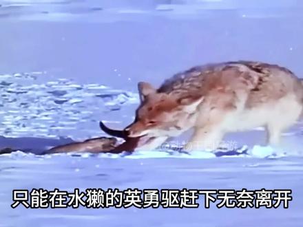 水獭变身冰河勇士,严冬中大秀生存技能,全家安全靠它一手抓 #水獭 #北极狐 #海豹 #北极熊 #野生动物