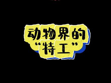动物特工来了 #动物特工哪家强 大连白鲸分分钟“浇”你做人,秦岭大熊猫七仔八百个心眼儿自带AI。
视频来源:新华社 西安晚报
文字:大连新闻传媒集团记者马楠 宋朝燕
视频制作:大连新闻传媒集团记者谭芝琳