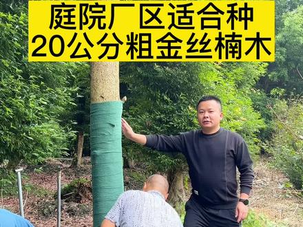 金丝楠木树,厂区道路都可以种植的。#金丝楠木树苗