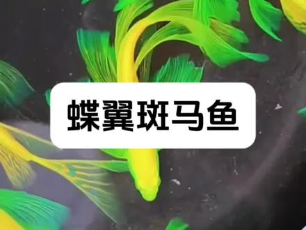 天哪!蝶翼斑马鱼简直是“水中明星”! 长着蝴蝶般飘逸的大鳍尾,游起来仙气飘飘,色彩炫丽超吸睛,往鱼缸里一放,立马成为颜值担当。
生命力超强,耐寒耐热,不易生病、不烂尾,有手就能养活。杂食不挑食,投喂简单,还特别能“生”,轻松体验爆缸乐趣。不管是造景点缀还是单纯观赏都绝了,好养又好看,闭眼入不亏,赶紧给你的鱼缸添点灵动色彩吧!#蝶翼斑马鱼 #生态缸 #广温鱼 #热带鱼 #古法缸 @DOU+上热门 @DOU+小助手