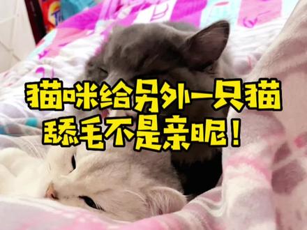 你以为猫咪舔毛是亲热?nonono #萌宠出道计划 #猫咪的迷惑行为 #记录猫咪日常