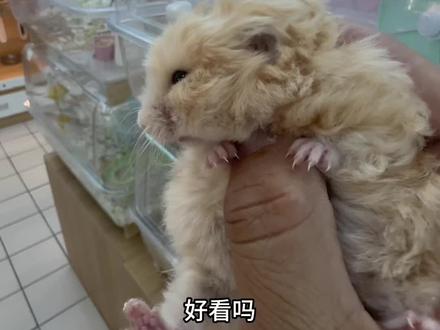 长春金丝熊,就到我们这儿来找就好了#金丝熊宝宝 #长毛金丝熊 #卷毛金丝熊 #亮毛金丝熊 #面纹蜜