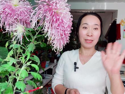 一年四季开花的菊花品种