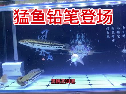 大型猛鱼养成记之猛鱼铅笔雷龙 #猛鱼 #热带观赏鱼