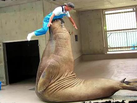 5种对人类友好的海洋生物 #海洋生物