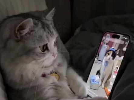 小猫刷抖音视频教程来了#小云雀AI #小云雀爆款马上成片 #小云雀seedance #芯有云雀创作飞跃 #会站立的小猫也太萌了 小猫刷抖音 小猫刷视频 小猫刷视频ai指令 小猫刷视频ai制作教程 小猫刷视频怎么做 ai小猫刷抖音 小猫刷抖音ai 小猫刷手机教程 小猫刷抖音学说话 小猫刷抖音行为 小猫刷抖音看小猫