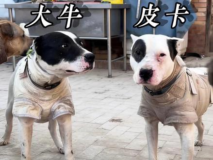 一别永诀,我的护农忠犬 大牛、皮卡,护农路上最勇的卫士,从此你俩长眠,我们常念!#三农 #乡村守护人 #护农猎手 #户外 #猎犬