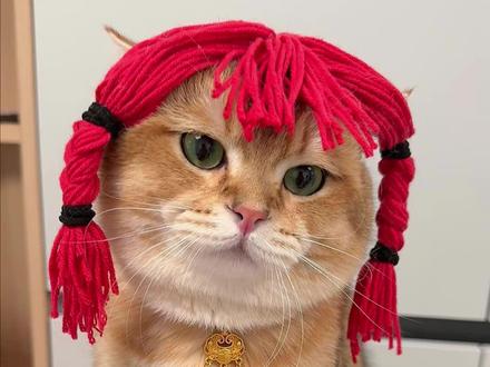 我的刀盾 比比比比比比拉布#犟种猫 #我的刀盾 #金渐层 #萌宠搞笑 #猫咪日常