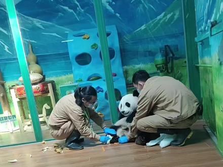 青姐:妹猪拿捏人很有一套的😄#大熊猫妹猪#妹猪成长日记#来这里吸熊猫#长隆熊猫村#国宝熊猫