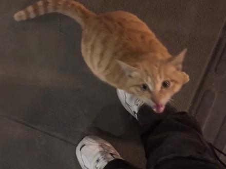 为什么流浪猫会跟着你 #流浪动物 #养猫人 #流浪猫