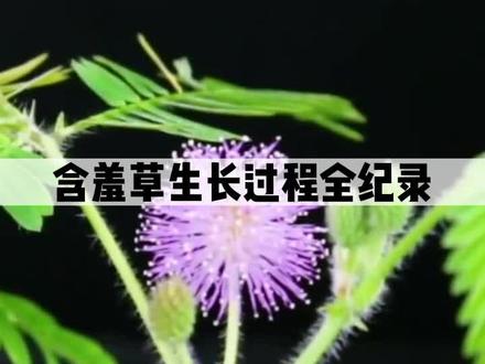 含羞草生长过程#种植的乐趣 #亲子种植 #盆栽 #爱生活爱养花 #家庭种植