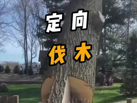 要把长在房子旁边的树砍到怎么才能不砸到房子呢? #伐木工的日常 #伐木 #伐木技巧 #科普