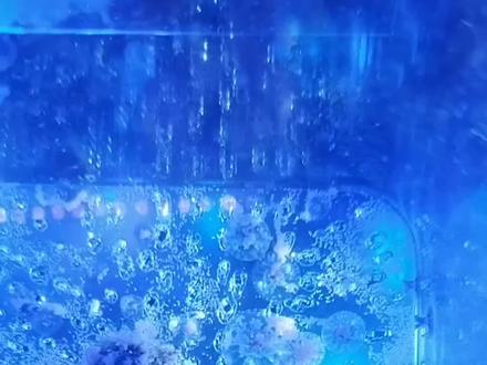 简单玩水母 #水母#养水母#水母喂食#水母繁殖#海缸