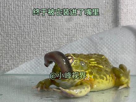 青蛙的肚子是仓库吗?泥鳅黄鳝只要是能吞下的,都是食物!#神奇动物在抖音 #青蛙#动物 #小宠物