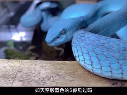 你见过蓝色的🐍吗?太可怕了