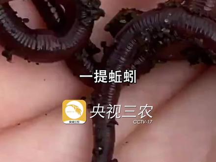 蚯蚓,你长本事了~