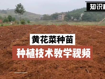#农业种植 #振兴乡村 #播种希望 #抖音助农 #黄花菜种苗 #种地人 中国黄花之乡,黄花菜种苗种植技术教学,如果有疑问请私信我,免费技术咨询指导。
