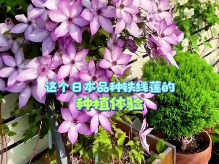 你一定要种的一颗铁线莲-乌托邦❤️#铁线莲品种推荐#花园种植 #铁线莲#乌托邦#我的花花草草🌸🌸 @DOU+小助手
