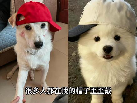 帽子歪歪戴,媳妇来的快,小猫帽子歪歪戴豆包指令 抖音ai猫咪帽子 小猫戴帽子豆包ai指令 歪帽宠物可爱帽 猫咪帽子造型 猫咪歪戴帽子 猫咪可爱帽子 猫咪帽子露耳朵 高冷猫帽子 猫咪歪帽特效教程 猫咪帽子 帽子歪歪戴特效 小猫帽子特效 #帽子歪歪戴 #都说帽子歪歪戴 #小猫戴帽子特效 #豆包ai #豆包p图已经nextlevel了 小猫耳朵帽子 歪头猫原视频 云南山歌帽子歪歪戴 蓝色歪帽子特效入口 鸭舌帽歪戴小猫图片 歪帽子猫咪特效 小猫眼镜框 猫咪搞怪帽子 戴帽子的小猫 鸭舌帽歪着戴 猫咪帽子歪歪戴特效教程 歪戴小猫豆包口令 猫咪戴帽子特效ai指令 小猫可爱帽子特效 帽子歪歪戴小猫豆包口令 歪歪戴帽子图片教程 猫咪帽子ai 戴帽子小猫拍照 小猫帽子ai口令 小猫帽子歪歪戴ai指令 都说帽子要歪歪戴的口令 小猫戴帽子的口令 小猫戴帽子豆包ai指令 小猫戴的帽子鸭舌帽 小猫帽子ai怎么写 猫咪帽子特效 帽子歪歪戴小猫豆包口令 猫咪帽子特效怎么制作 小猫戴的鸭舌帽 小猫鸭舌帽特效 小猫鸭舌帽豆包指令 小猫鸭舌帽是哪个特效 小猫特效带鸭舌帽的照片怎么拍 头顶小猫特效制作教程 猫咪戴帽子特效 猫咪戴帽子特效ai指令 小狗戴帽子ai特效教程来了!!小狗带帽子小狗戴帽子特效蓑笠翁帽子歪歪戴小狗豆包口令 小狗戴帽子特效ai指令 小狗可爱帽子特效 帽子歪歪戴小狗豆包口令 歪歪戴帽子图片教程 小狗帽子ai 戴帽子小狗拍照 小狗帽子ai口令 小狗帽子歪歪戴ai指令 都说帽子要歪歪戴的口令 小狗戴帽子的口令 小狗戴帽子豆包ai指令 小狗戴的帽子鸭舌帽 小狗帽子ai怎么写 小狗帽子特效 帽子歪歪戴小狗豆包口令 小狗帽子特效怎么制作 小狗戴的鸭舌帽 小狗鸭舌帽特效 小狗鸭舌帽豆包指令 小狗鸭舌帽是哪个特效 小狗特效带鸭舌帽的照片怎么拍 头顶小狗特效制作教程 小狗戴帽子特效 小狗戴帽子特效ai指令 没到冬天小猫就戴上保暖头套了 当橘猫被强制开机 云南山歌热门推荐 猫咪搞怪帽子 豆包p小猫帽子 云南山歌热门曲目 云南十八怪猫咪戴帽子特效教程来了!!!小猫戴帽子头像 小猫帽子 小猫帽子ai 猫咪帽子 猫咪戴帽子特效 帽子歪歪戴云南山歌 小狗戴帽子 都说帽子歪歪戴完整版 宠物带帽子 狗带帽子图片 小帽子狗狗 狗狗歪戴帽子小猫帽子 猫咪戴帽子特效 猫咪帽子特效 戴帽子小猫拍照特效