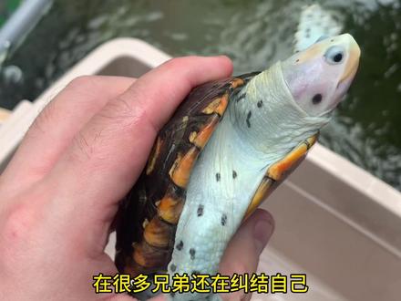 国内钻纹高玩的天花板#钻纹龟 #熊猫锦 #红树林钻纹龟 #奶德钻纹龟 #别跟河套学养龟